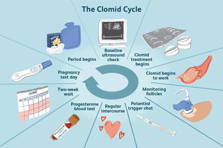 Ovulation on Clomid Calculator
