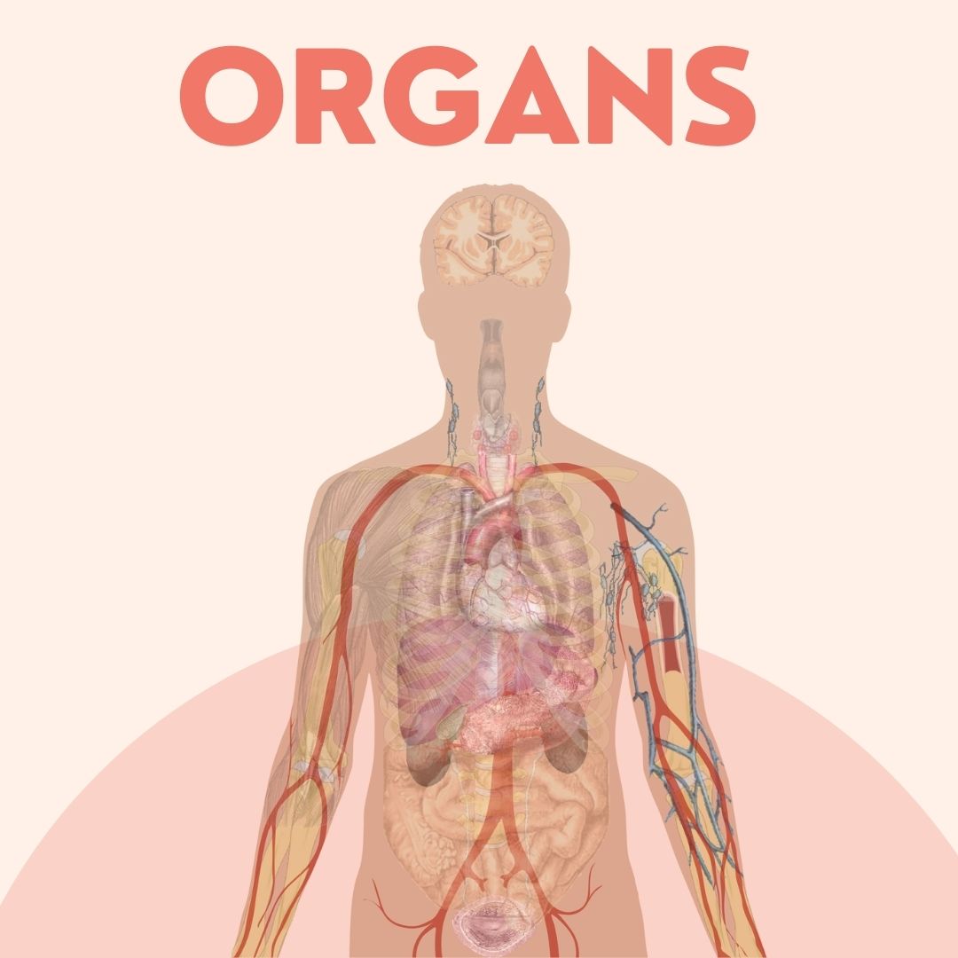 Organs