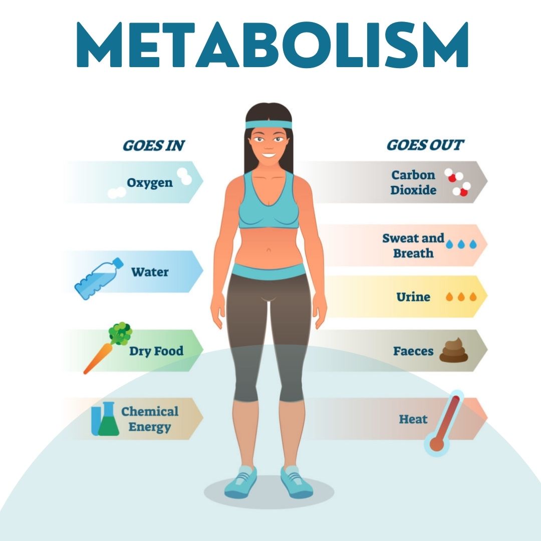 Metabolism