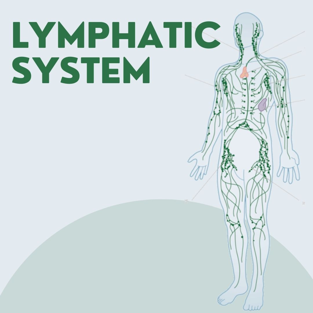 Lymphatic System