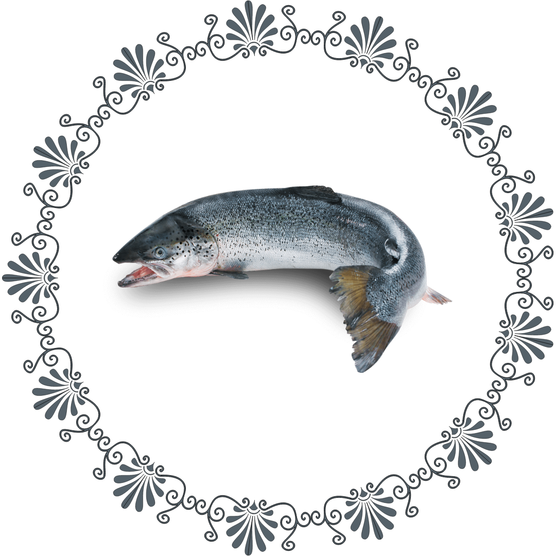 Chinook salmon