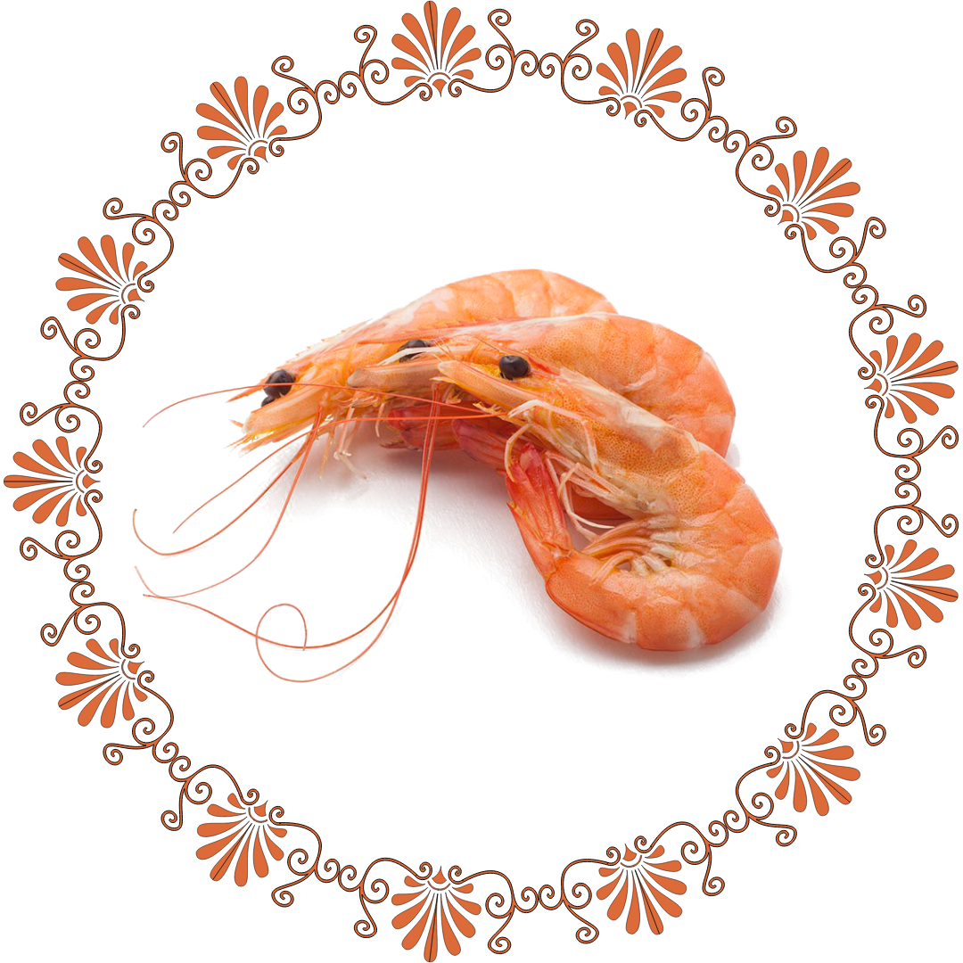 Shrimp