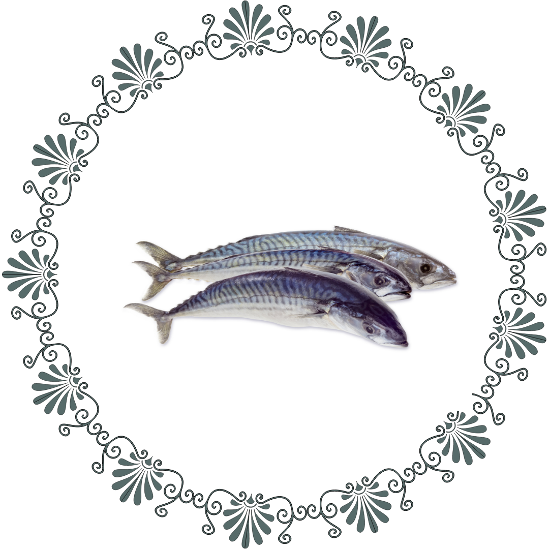 Atlantic mackerel