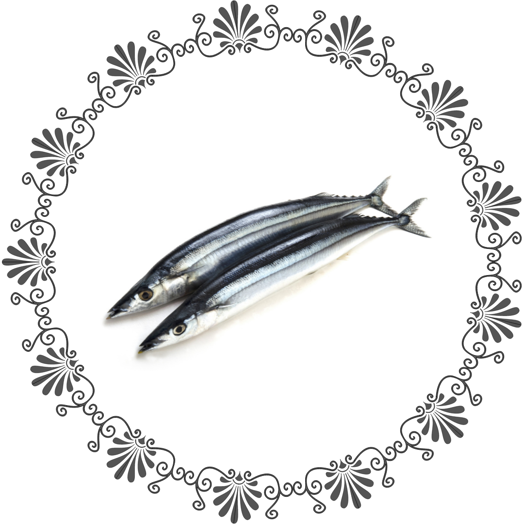 Pacific saury