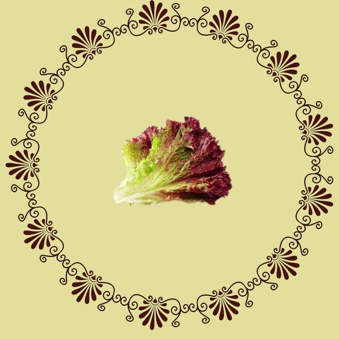 Red leaf lettuce