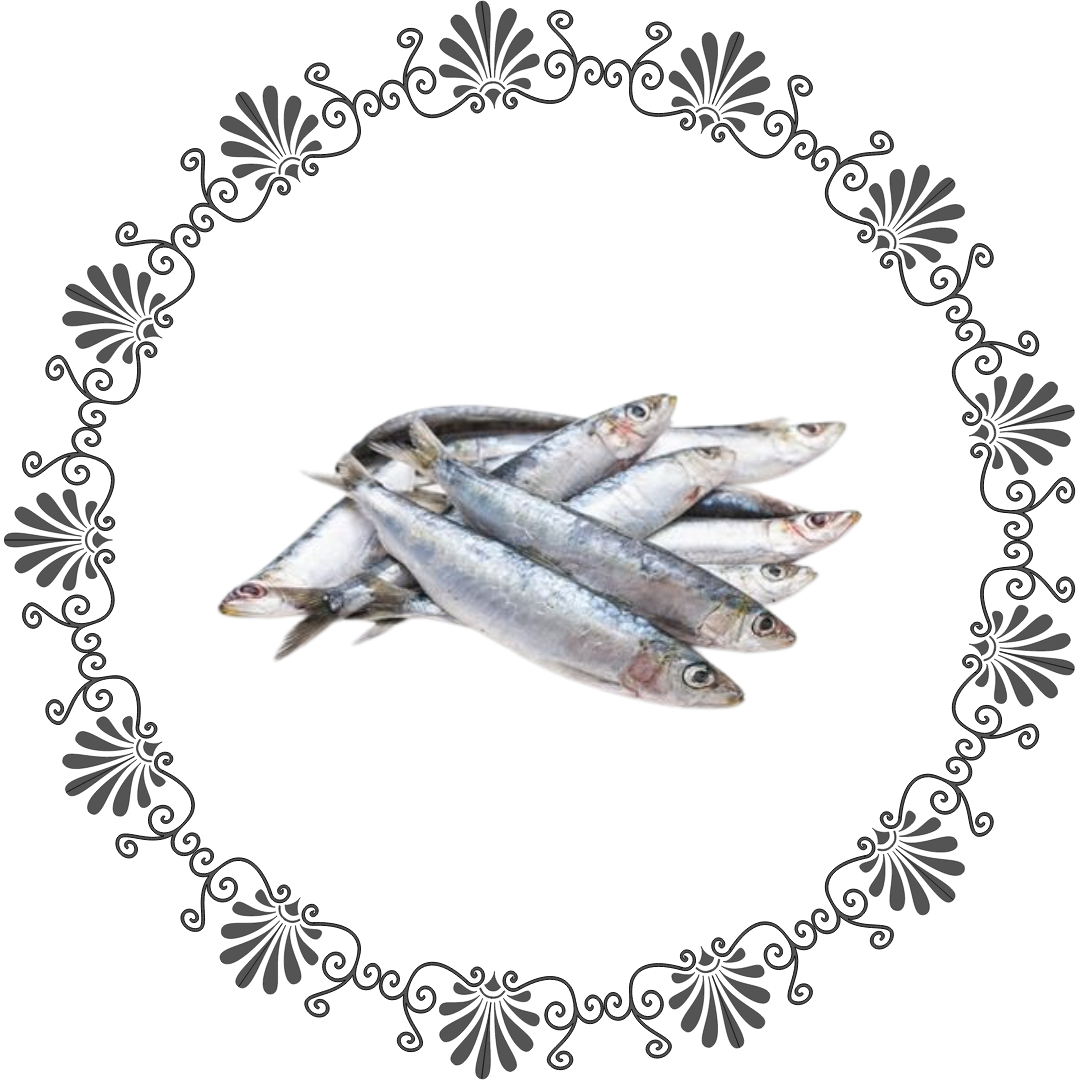 Sardine