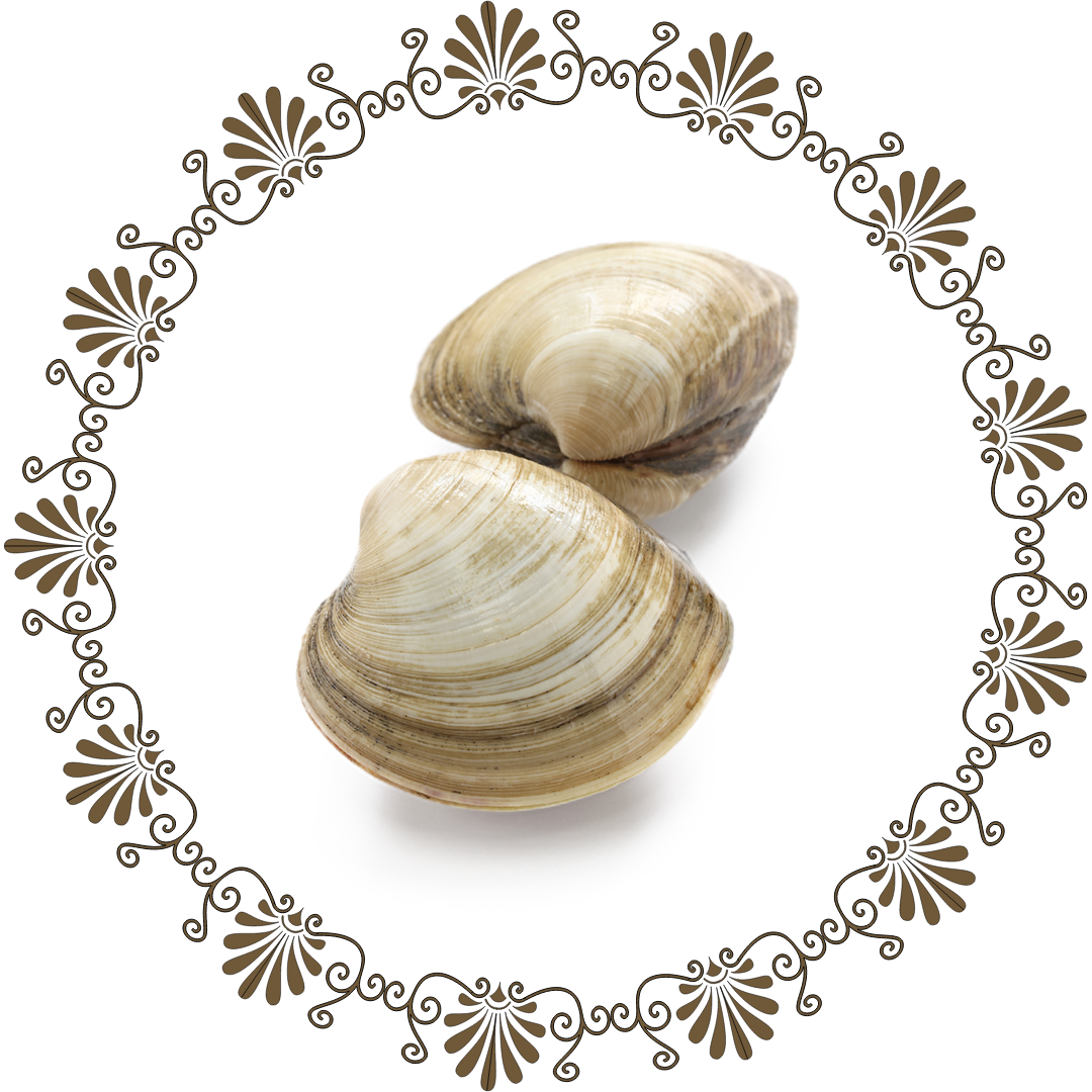 Clam