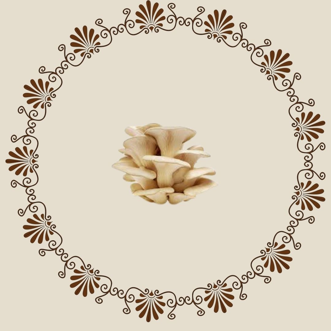 Oyster mushroom