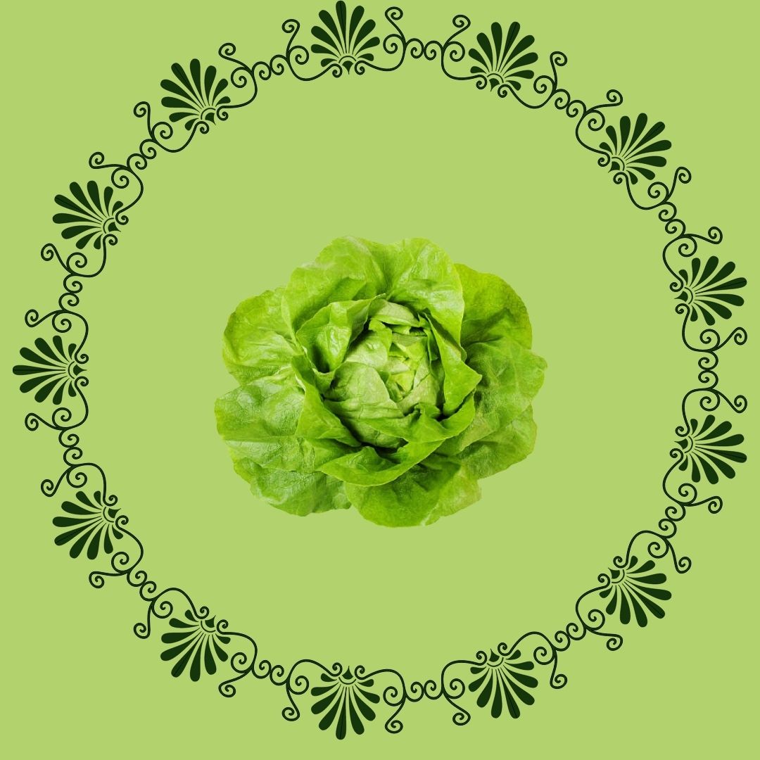 Boston lettuce