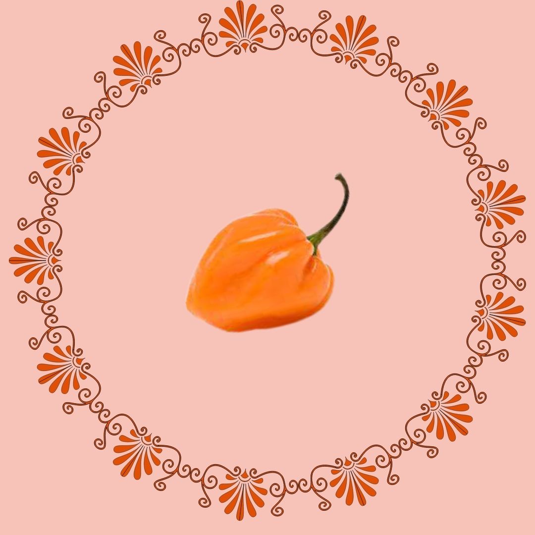 Habanero Pepper