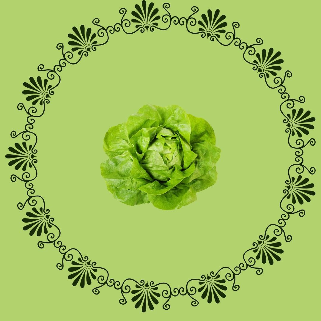 Butter Lettuce