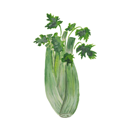 Celery11